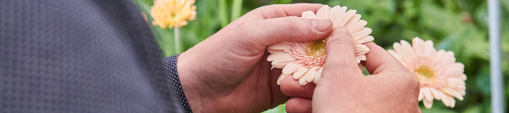 Student of Aeres University Applied Sciences Dronten with flower in his hand