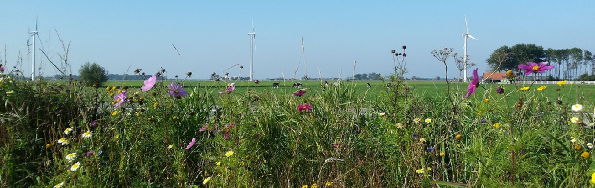 Akker met bloemenrand