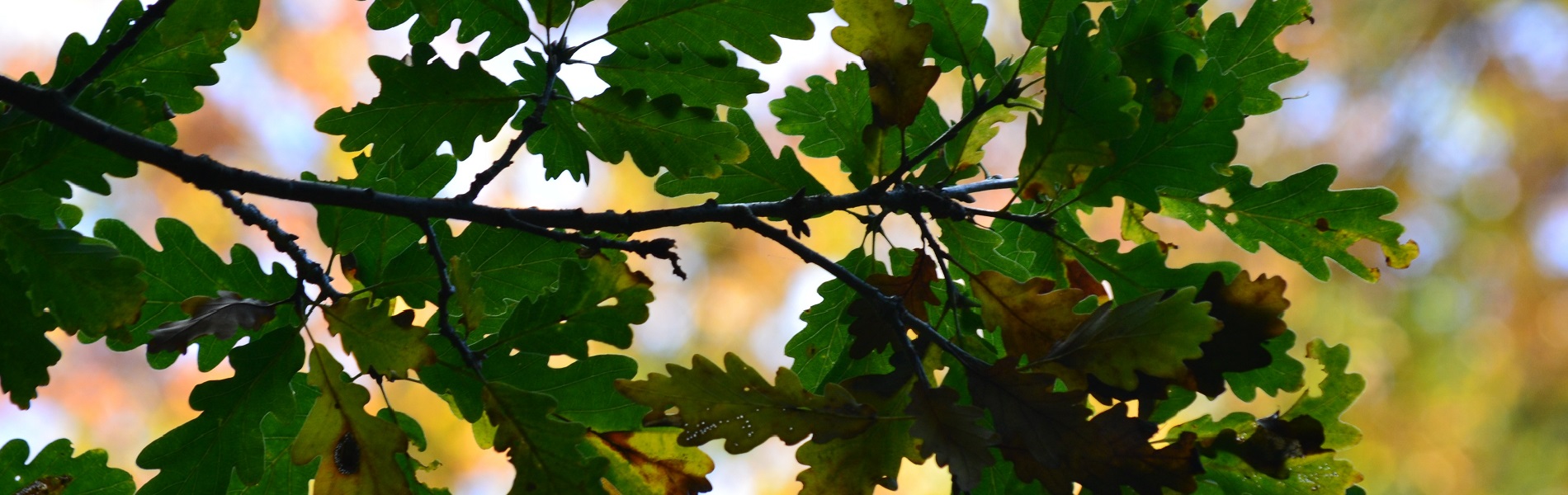 Eikenbladeren