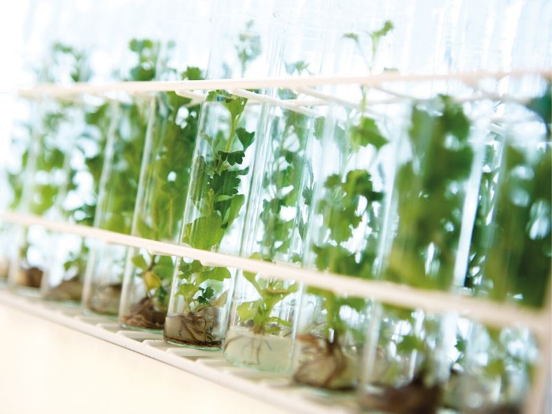 Plant kweken Aeres Hogeschool Almere