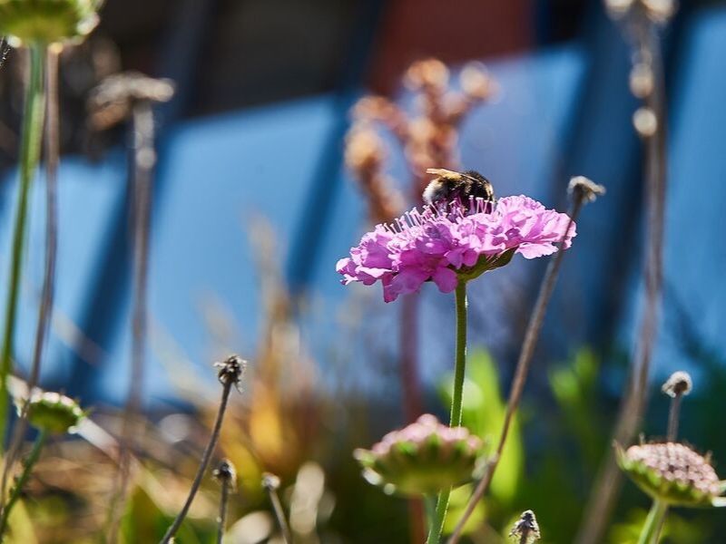 Rooftop ontdekkingsdak Aeres Hogeschool Almere