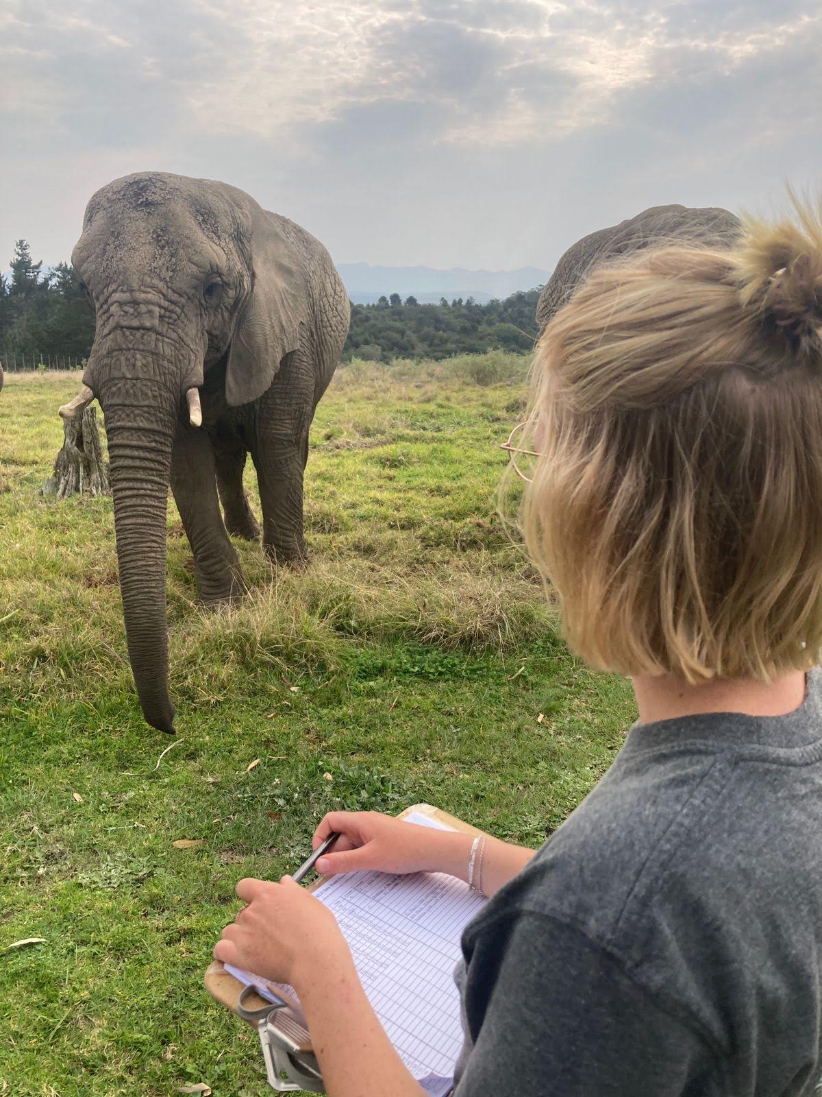Saskia Ploeg doet onderzoek naar een olifant tijdens haar stage