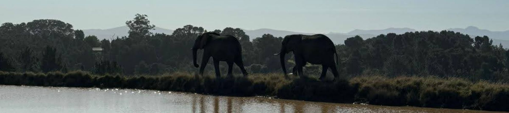 2 olifanten lopen op de Afrikaanse savanne, een foto van de stage van Saskia Ploeg