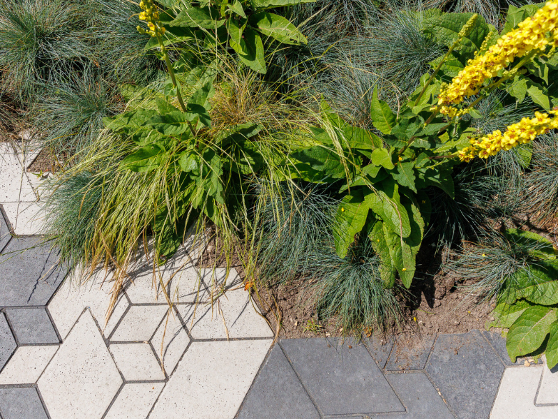 Planten die groeien over de stoep (stenen) heen. Dit weerspiegelt het vergroenen van de stad