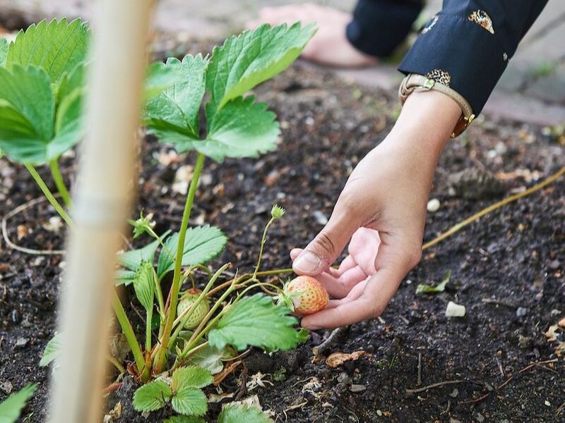 Voeding aardbei aardbeienplant