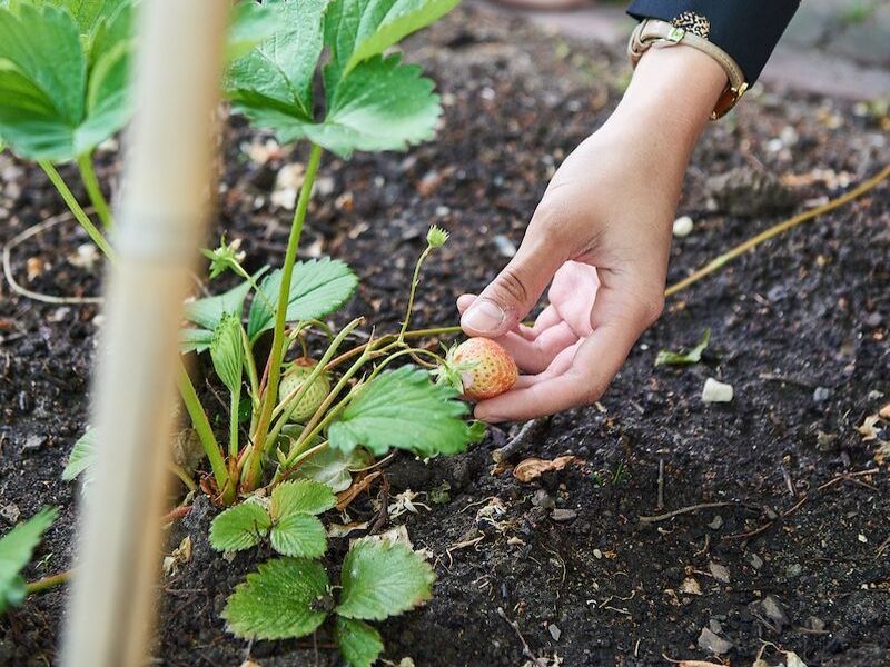 student voeding food plant aardbei Aeres Hogeschool Almere