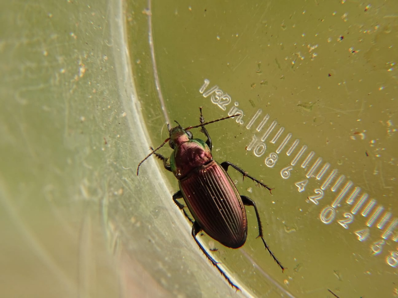 TB Eigen ecologisch onderzoek jaar1 Margreet van Middelkoop