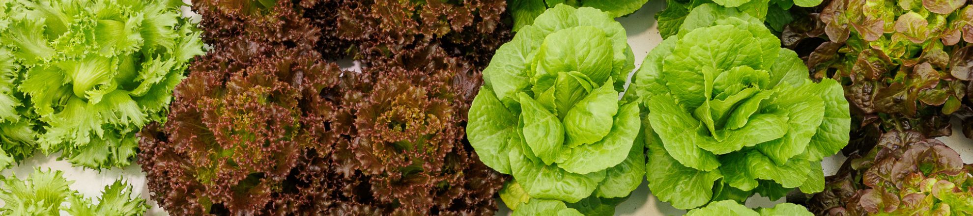 Gewas | Biologie Voeding en Gezondheid | Aeres Hogeschool Almere