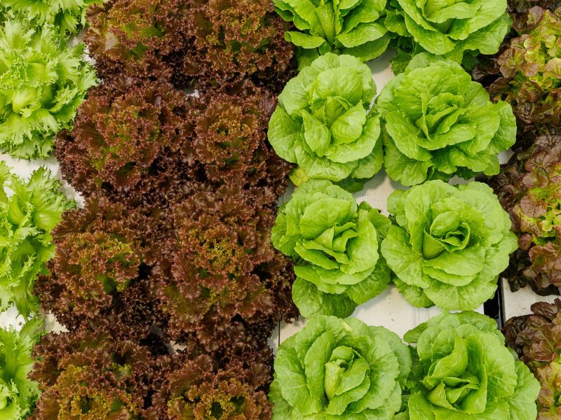 Gewas | Biologie Voeding en Gezondheid | Aeres Hogeschool Almere