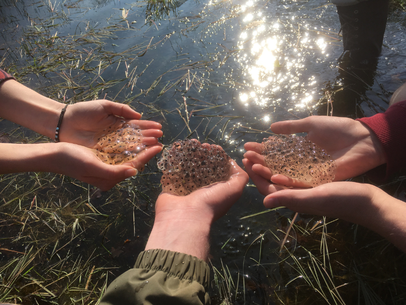 Handen met kikkervisjes bij een sloot