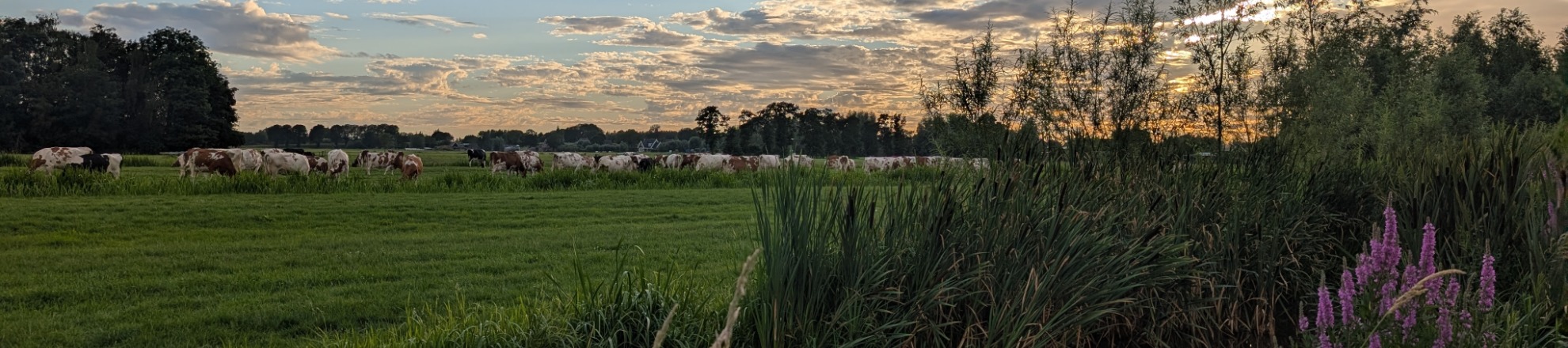 Koeien in weiland