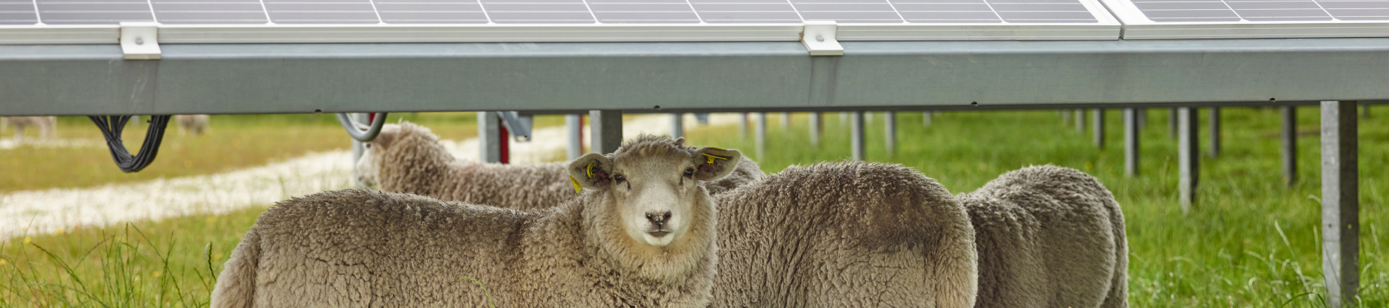 Schapen in een weiland onder zonnepanelen