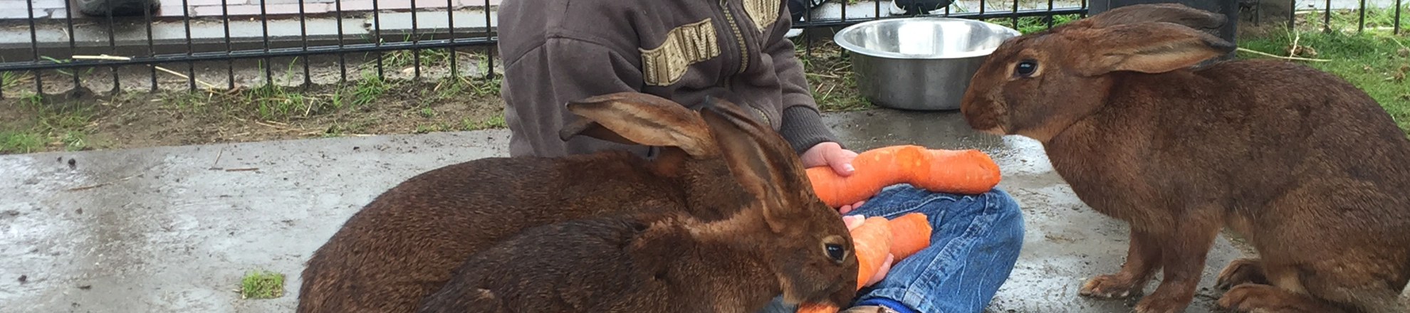 Therapie met inzet van dieren, twee konijnen met een client