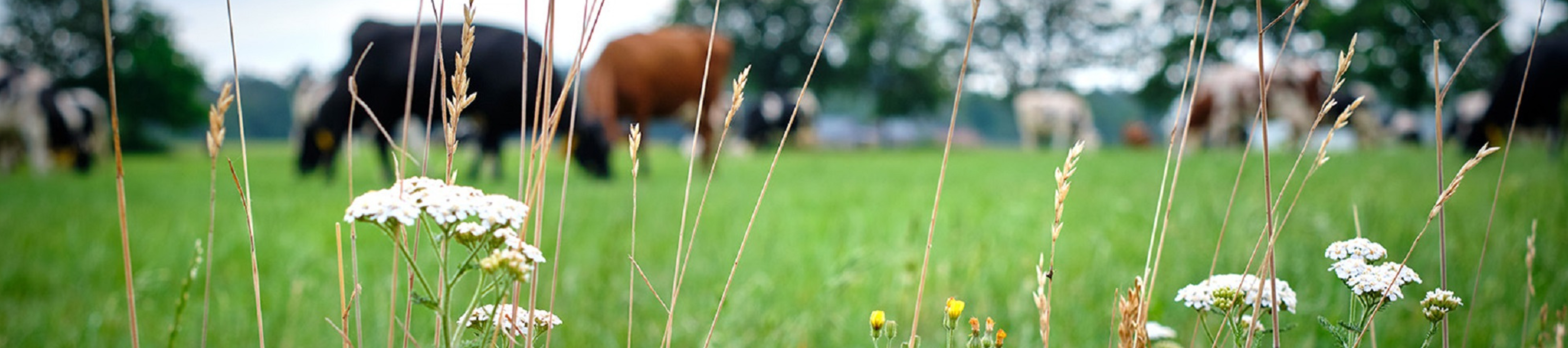 koeien in de wei met gras