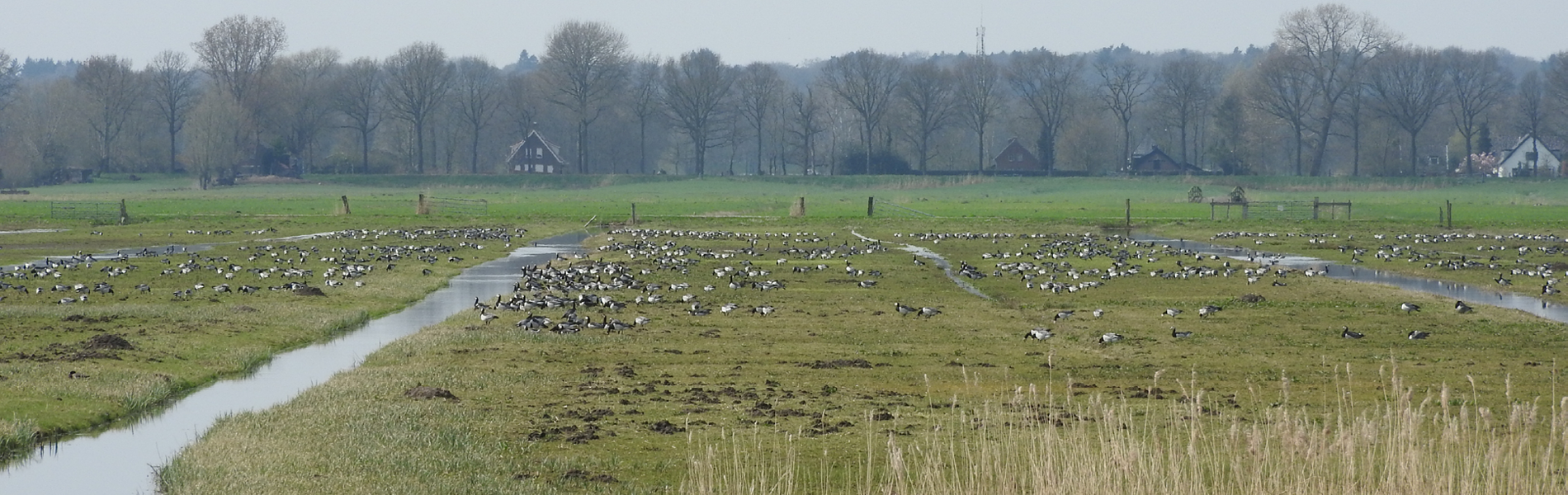 Natuurboeren Brandganzen