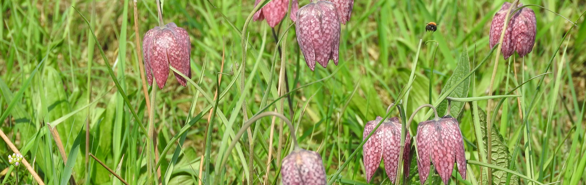 Natuurboeren kievitsbloem