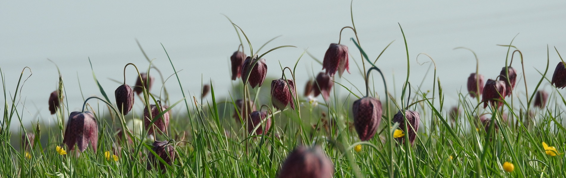 Natuurboeren kievitsbloemen