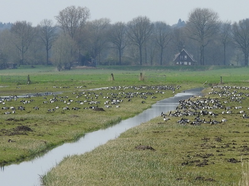 Natuurboeren Brandganzen