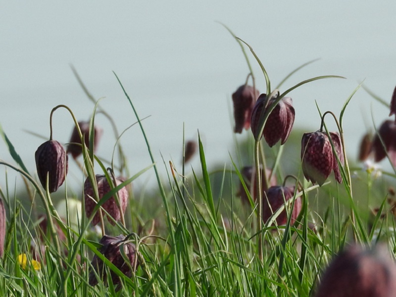 Natuurboeren kievitsbloemen