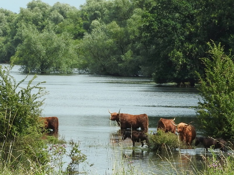 Natuurboeren Schotse hooglanders