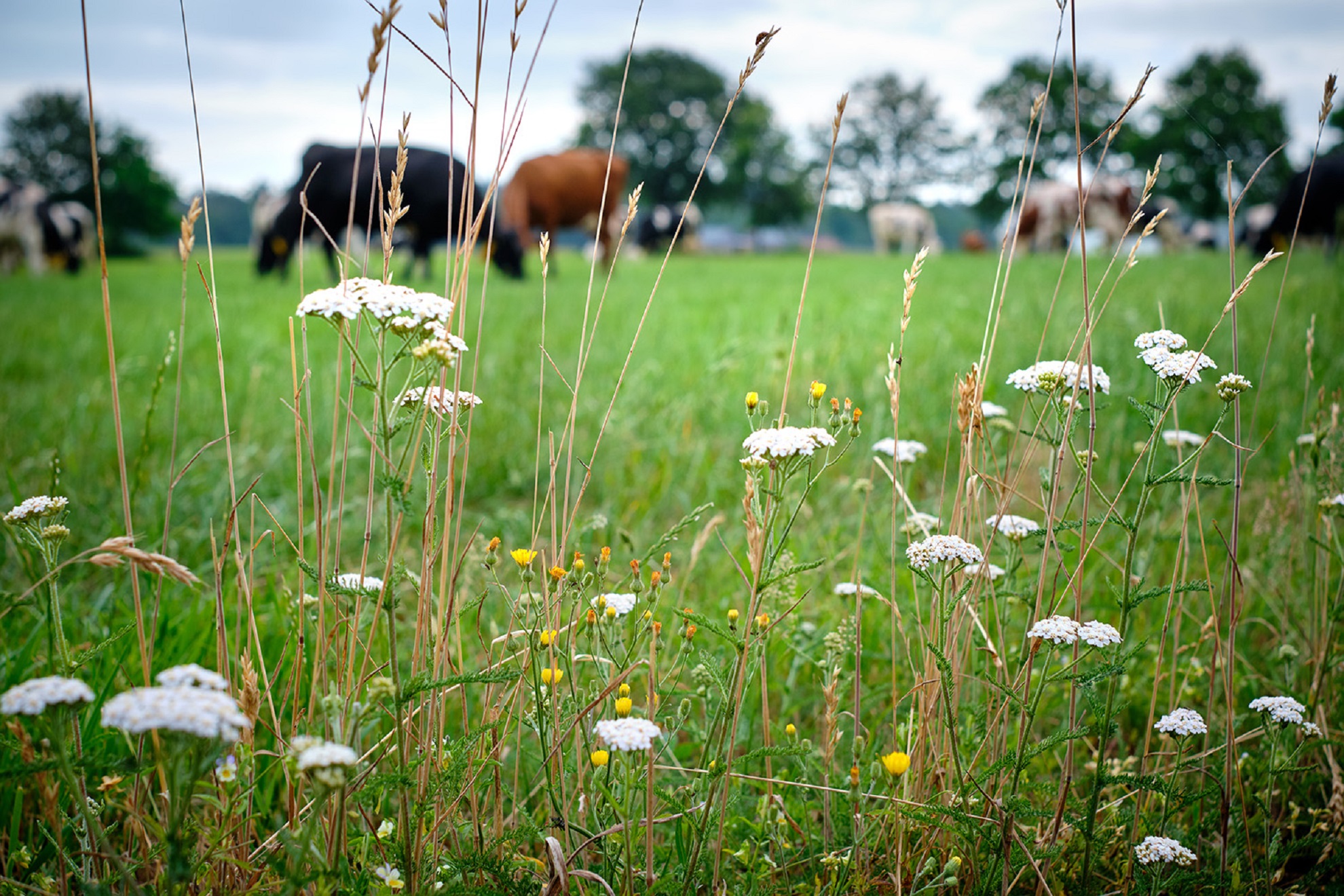 Scholings en coachingsprogramma Stikstof in de landbouw 2