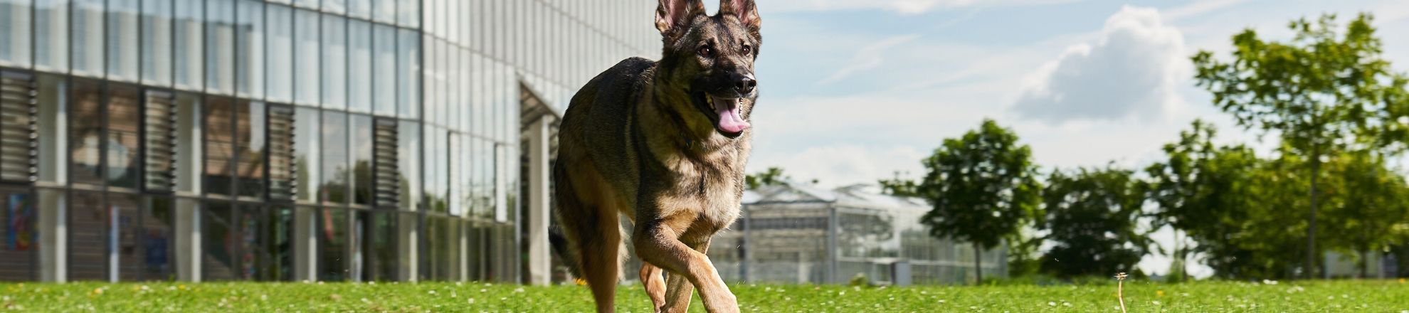 Duitse Herder hond rent buiten over het gras voor het gebouw van Aeres Hogeschool Dronten
