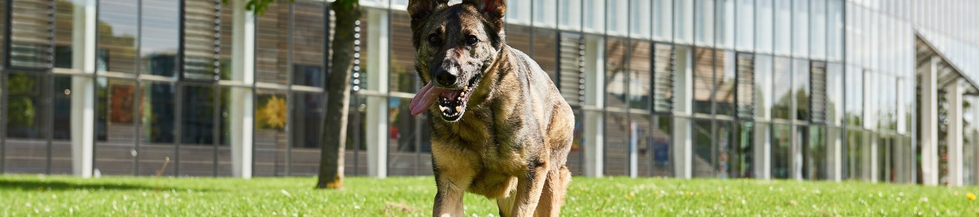 Diergezondheid en management Aeres Hogeschool Dronten
