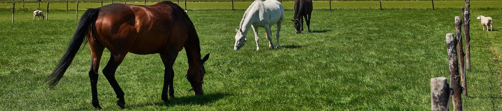 Paardenplaats pensionstal Hippische bedrijfskunde Aeres Hogeschool Dronten