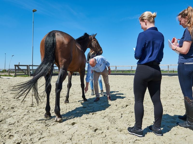 Hippische bedrijfskunde Aeres Hogeschool Dronten