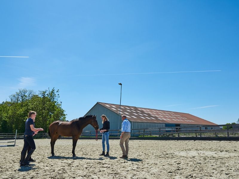 Hippische bedrijfskunde Aeres Hogeschool Dronten