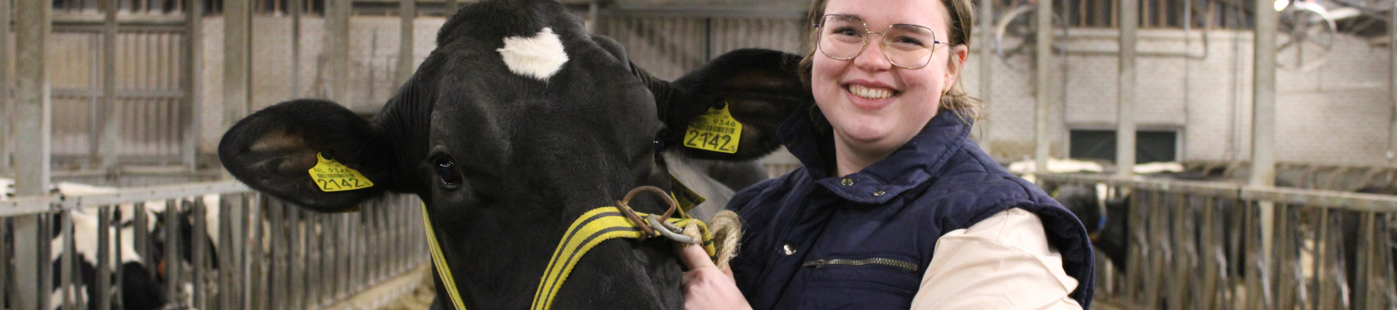 Isa Lammersen stagiaire bij lectoraat Management in Rundergezondheid in stal met koe