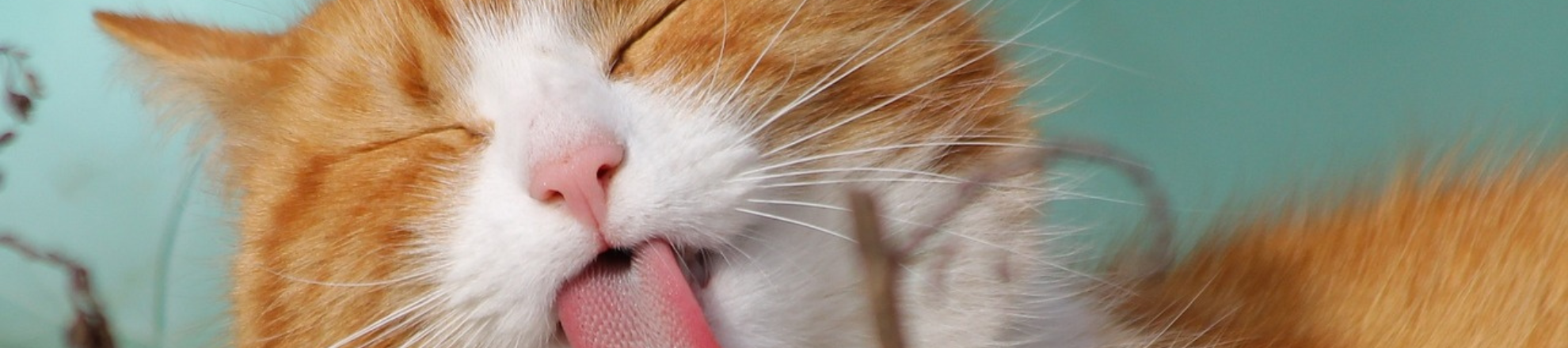 Pet Monitor 2023 Aeres Hogeschool Dronten