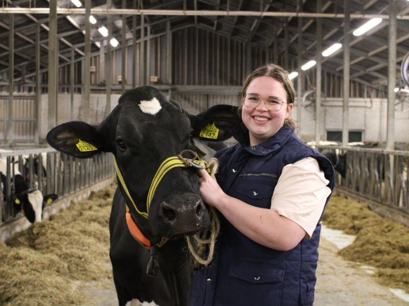 Isa Lammersen stagiaire bij lectoraat Management in Rundergezondheid in stal met koe