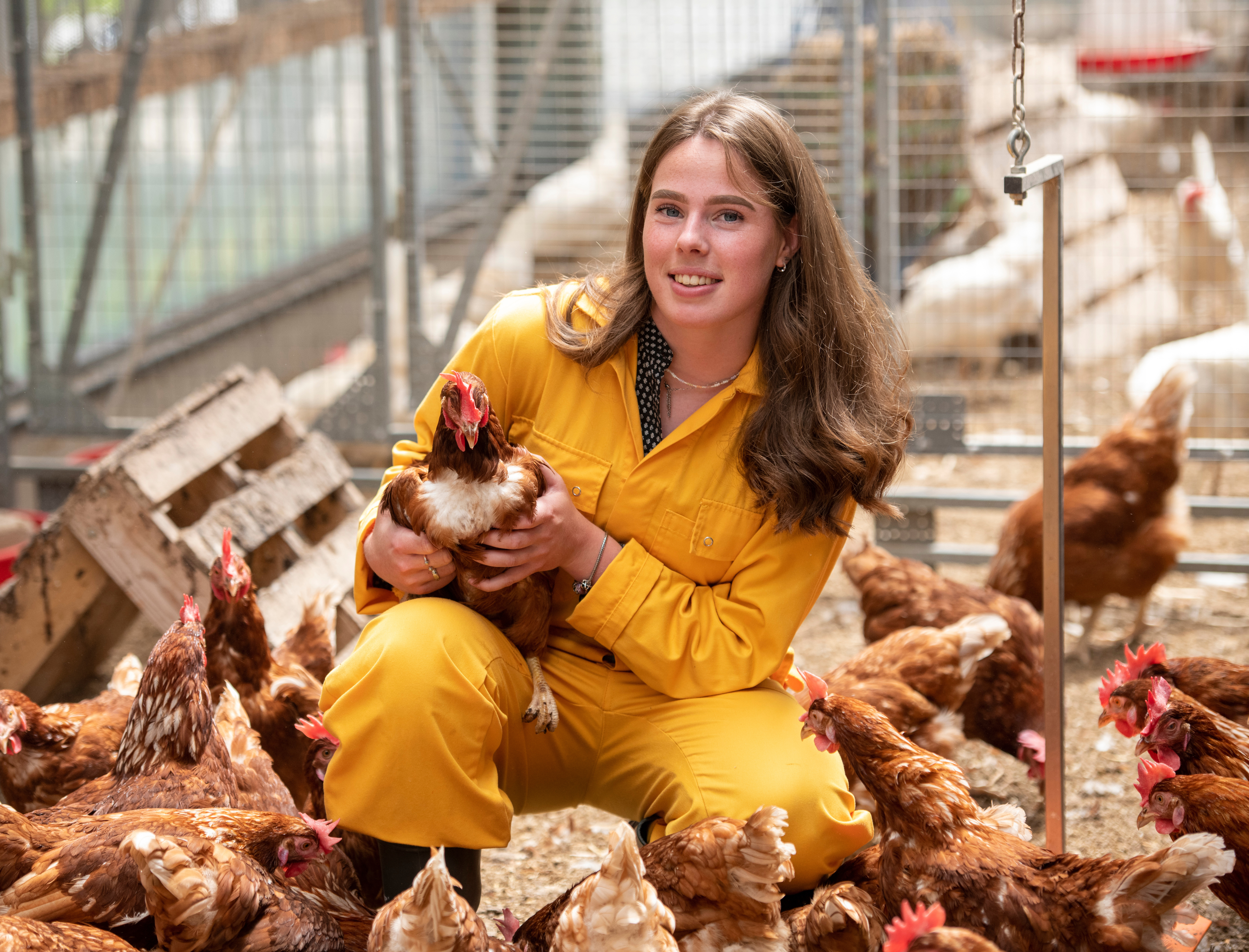 Varkens en pluimveehouderij