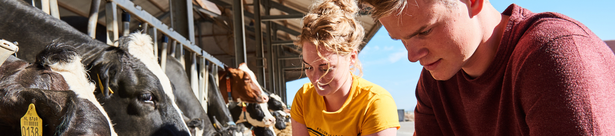 Aeres Kadercursus Melkveehouderij Aeres Hogeschool Dronten