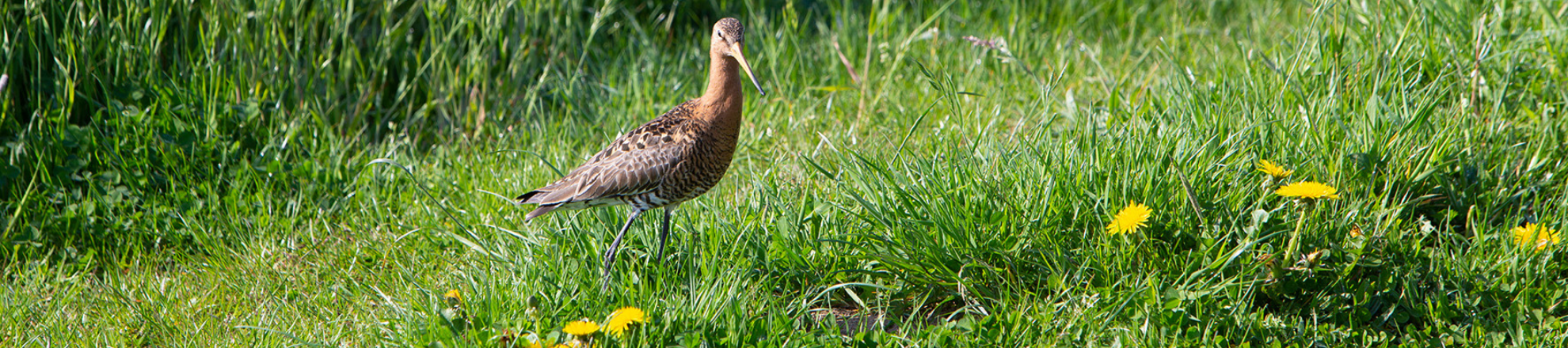 Opleiding bedrijfscoach natuurinclusief ondernemen in de landbouw