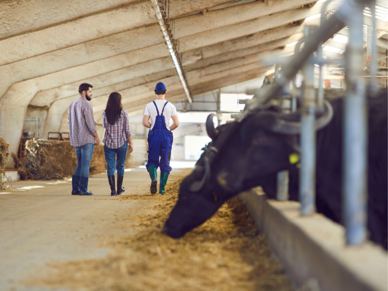 mensen in koeienstal