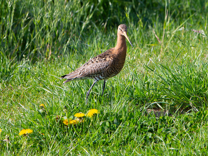 Opleiding bedrijfscoach natuurinclusief ondernemen in de landbouw