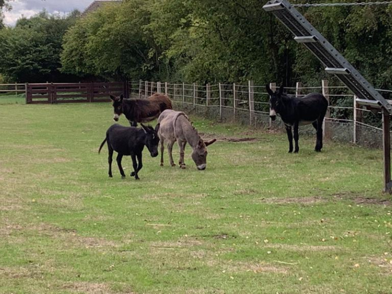 post-hbo opleiding Therapie met inzet van dieren Aeres hogeschool Dronten