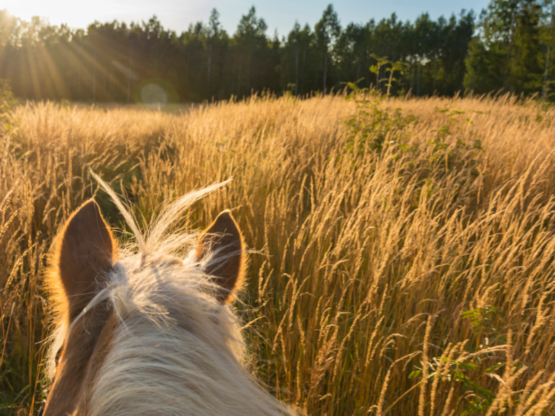 Oren paard op buitenrit