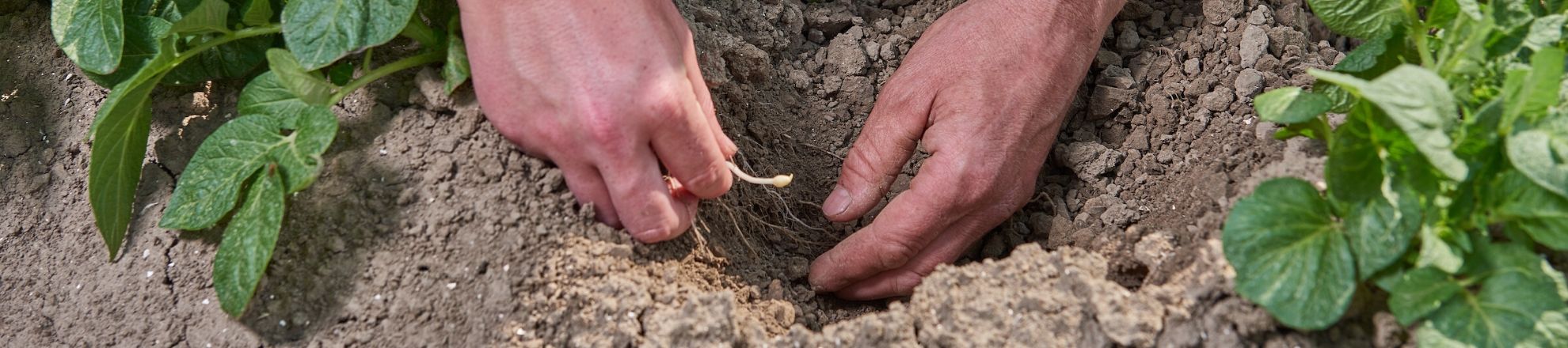 hbo studie Tuinbouw en akkerbouw tuin en akkerbouw Aeres Hogeschool Dronten