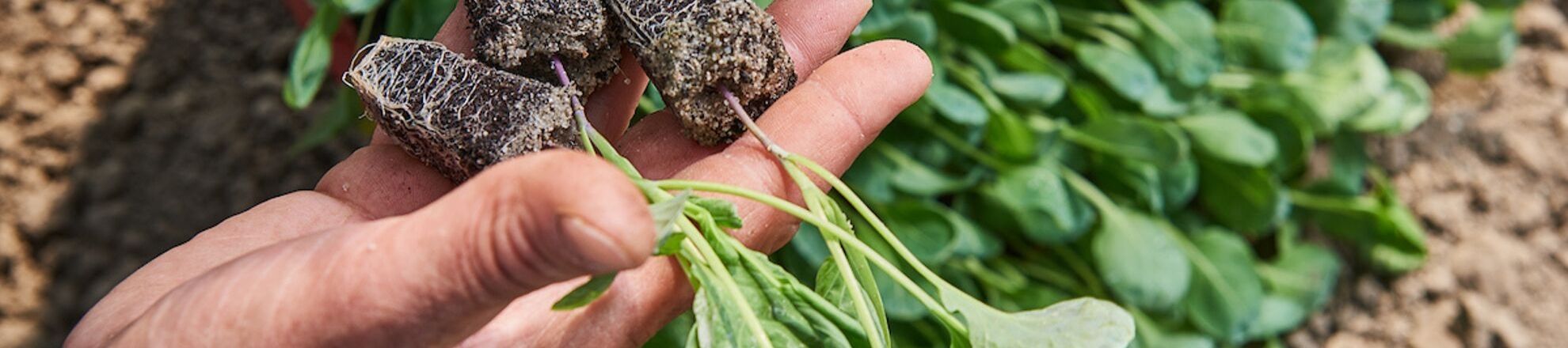 Student akkerbouw met sla plantjes buiten aeres hogeschool dronten