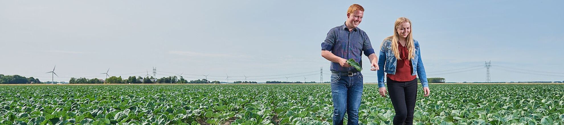 Mannelijke en vrouwelijke student lopen over een akker met slaplanten en wijzen naar de planten
