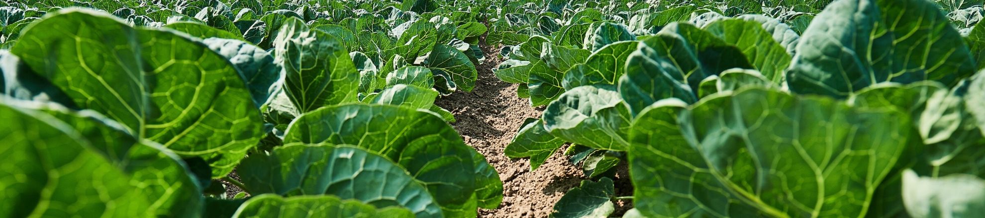 hbo studie Tuinbouw en akkerbouw tuin en akkerbouw Aeres Hogeschool Dronten