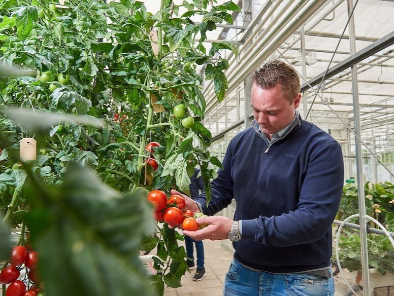 Docent ondernemer akkerbouw in kas met tomaten Aeres Hogeschool