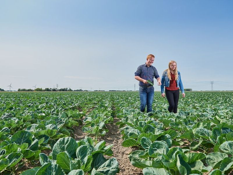 Mannelijke en vrouwelijke student lopen over een akker met slaplanten en wijzen naar de planten