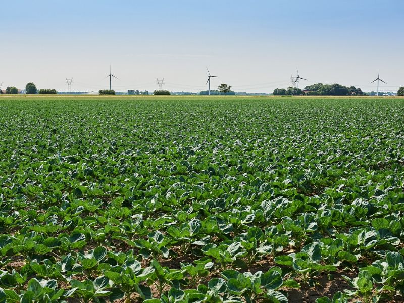 hbo studie Tuinbouw en akkerbouw tuin en akkerbouw Aeres Hogeschool Dronten