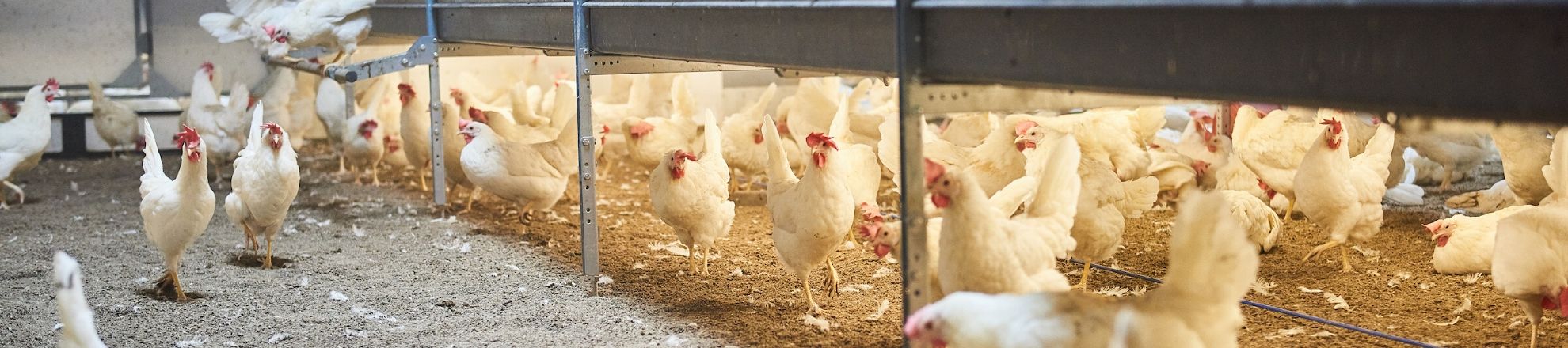 hbo studie Varkens en pluimveehouderij Aeres Hogeschool Dronten