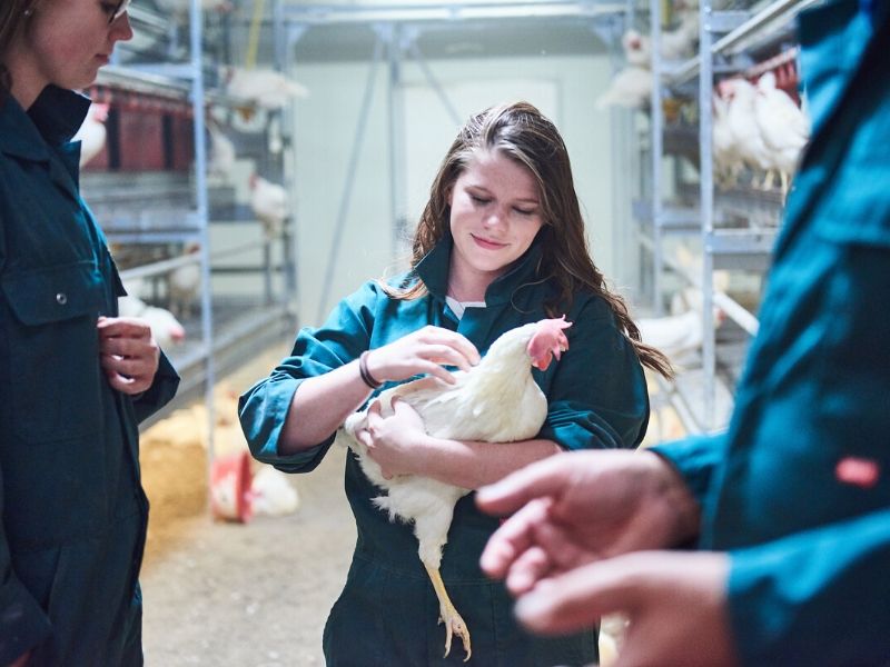 hbo studie Varkens en pluimveehouderij Aeres Hogeschool Dronten