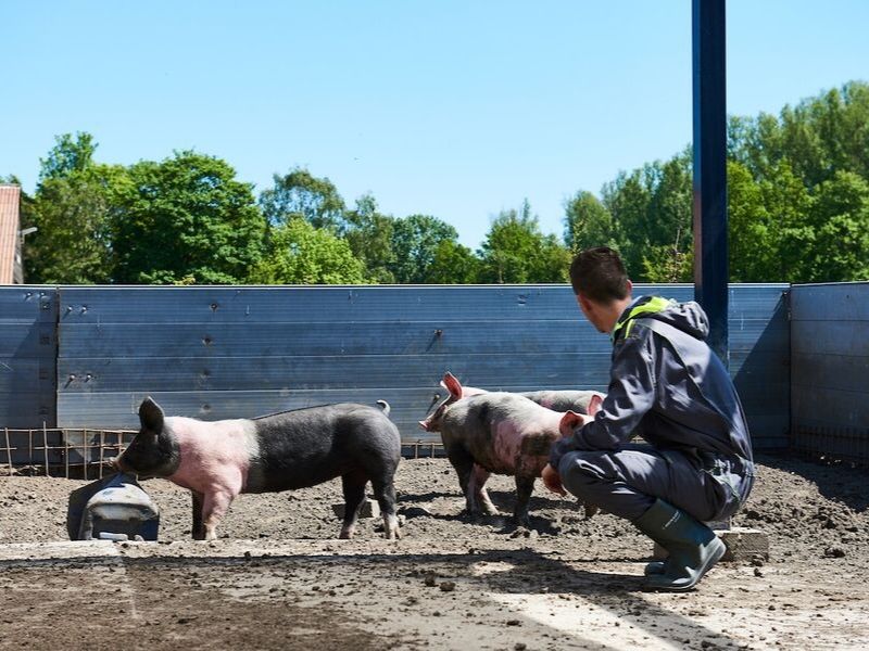 student met varkens buiten aeres farms aeres hogeschool dronten